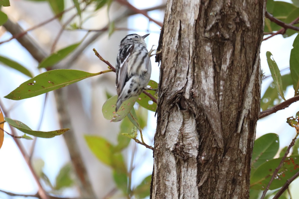 Black-and-white Warbler - ML617040312