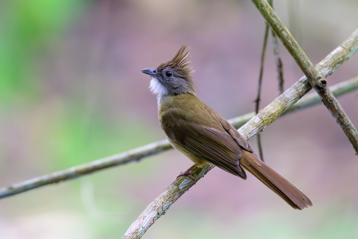 Puff-throated Bulbul - ML617040317