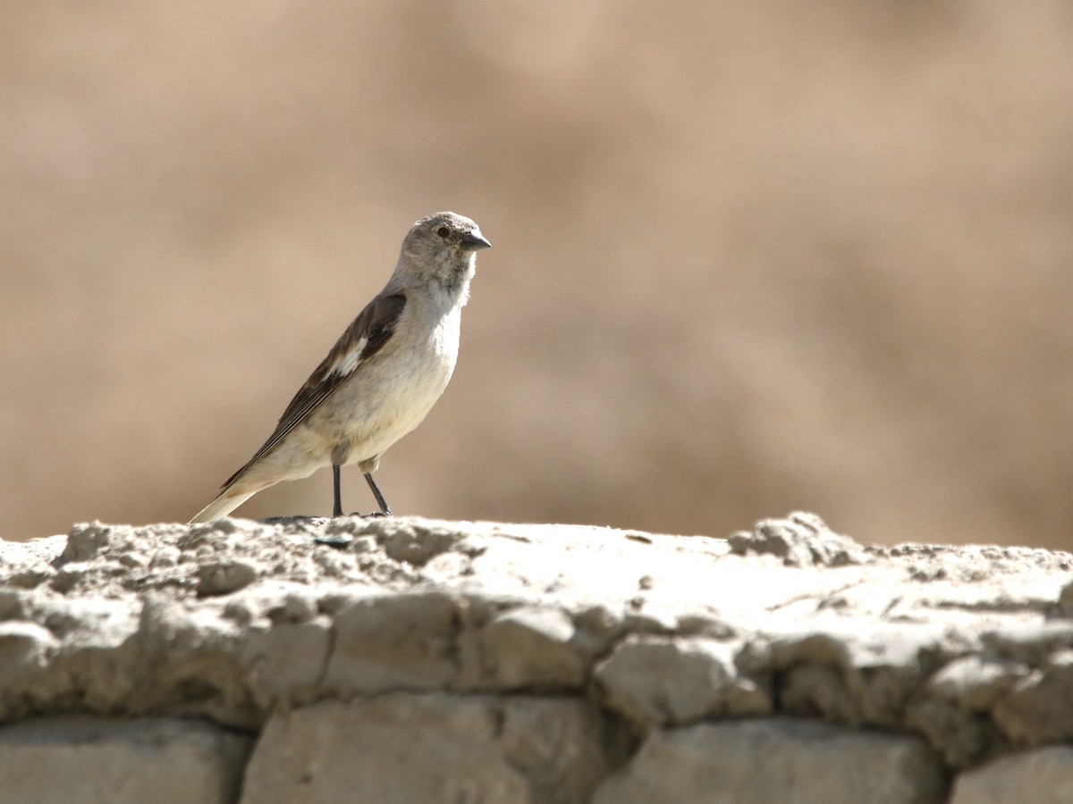 Black-winged Snowfinch - ML617040329