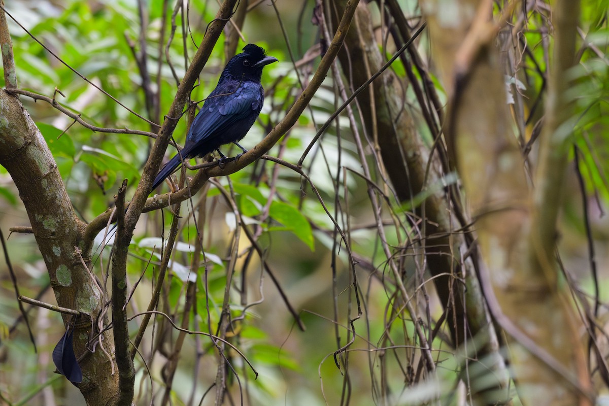 Greater Racket-tailed Drongo - ML617040334
