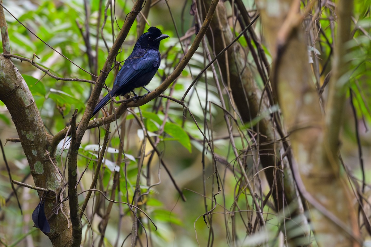 Drongo de Raquetas Grande - ML617040334