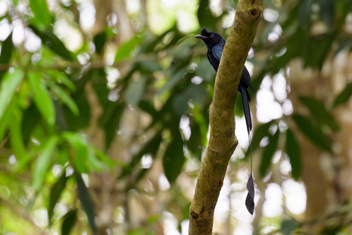Greater Racket-tailed Drongo - ML617040335