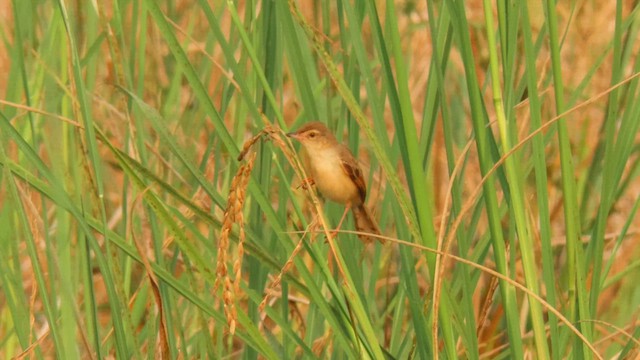 Plain Prinia - ML617040351