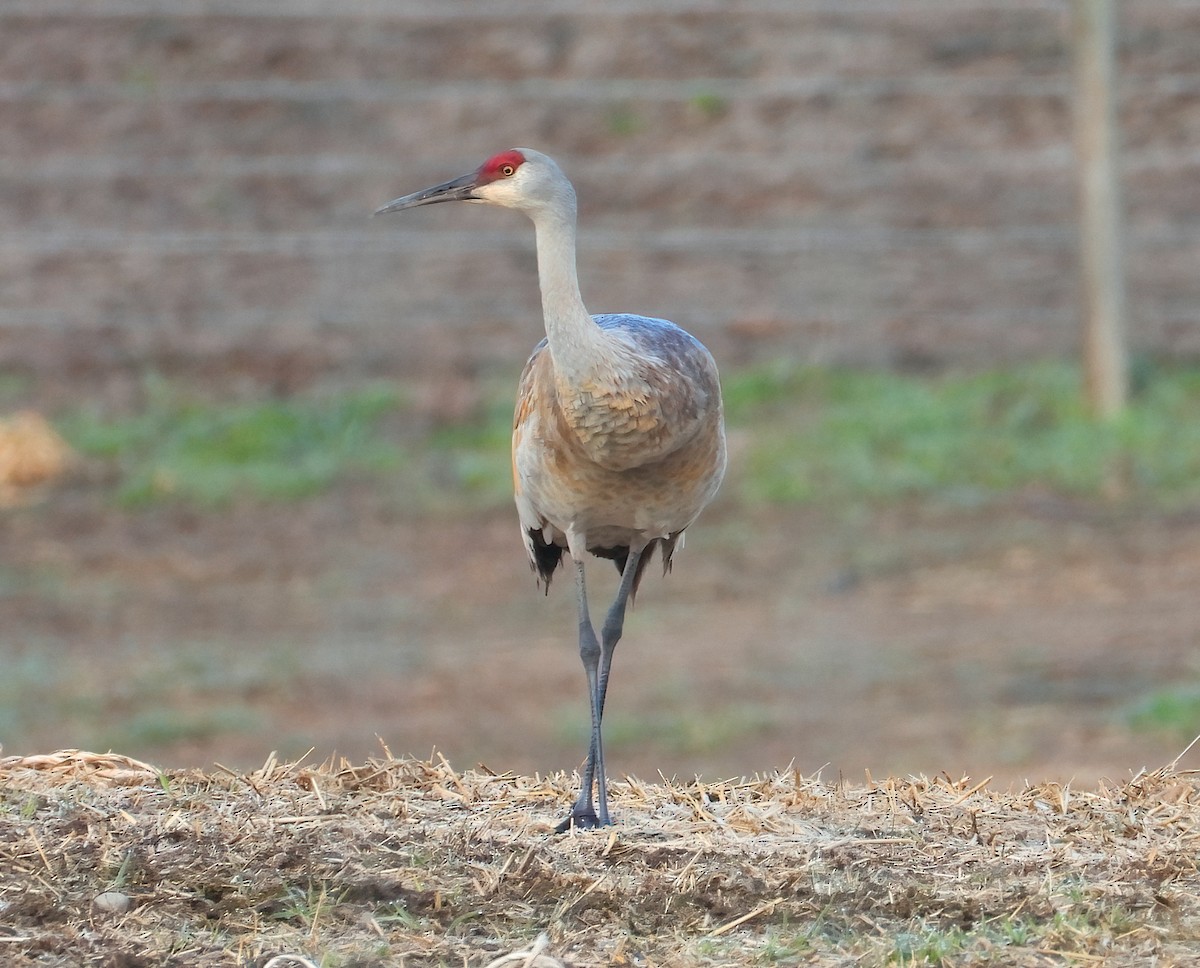 Sandhill Crane - ML617040352