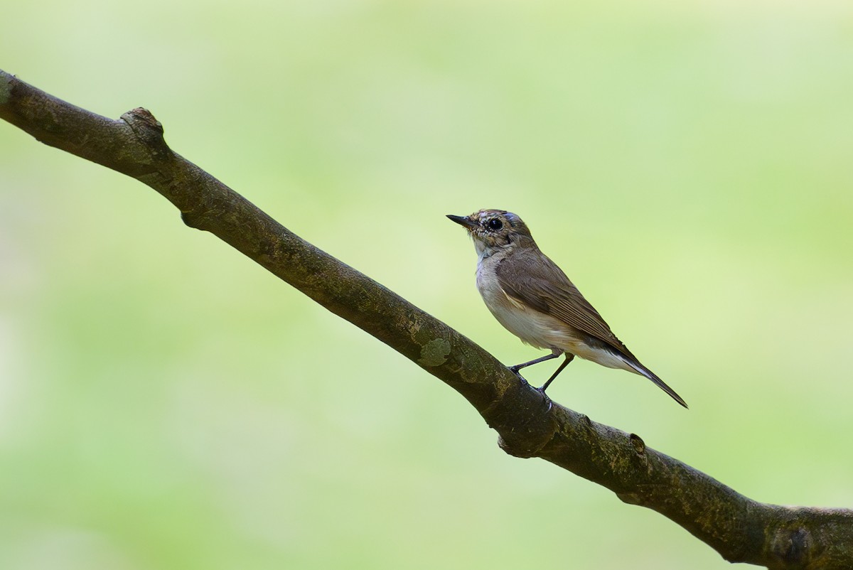 Taiga Flycatcher - ML617040358