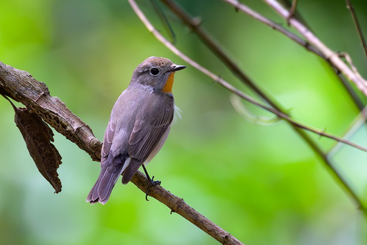 Taiga Flycatcher - ML617040364