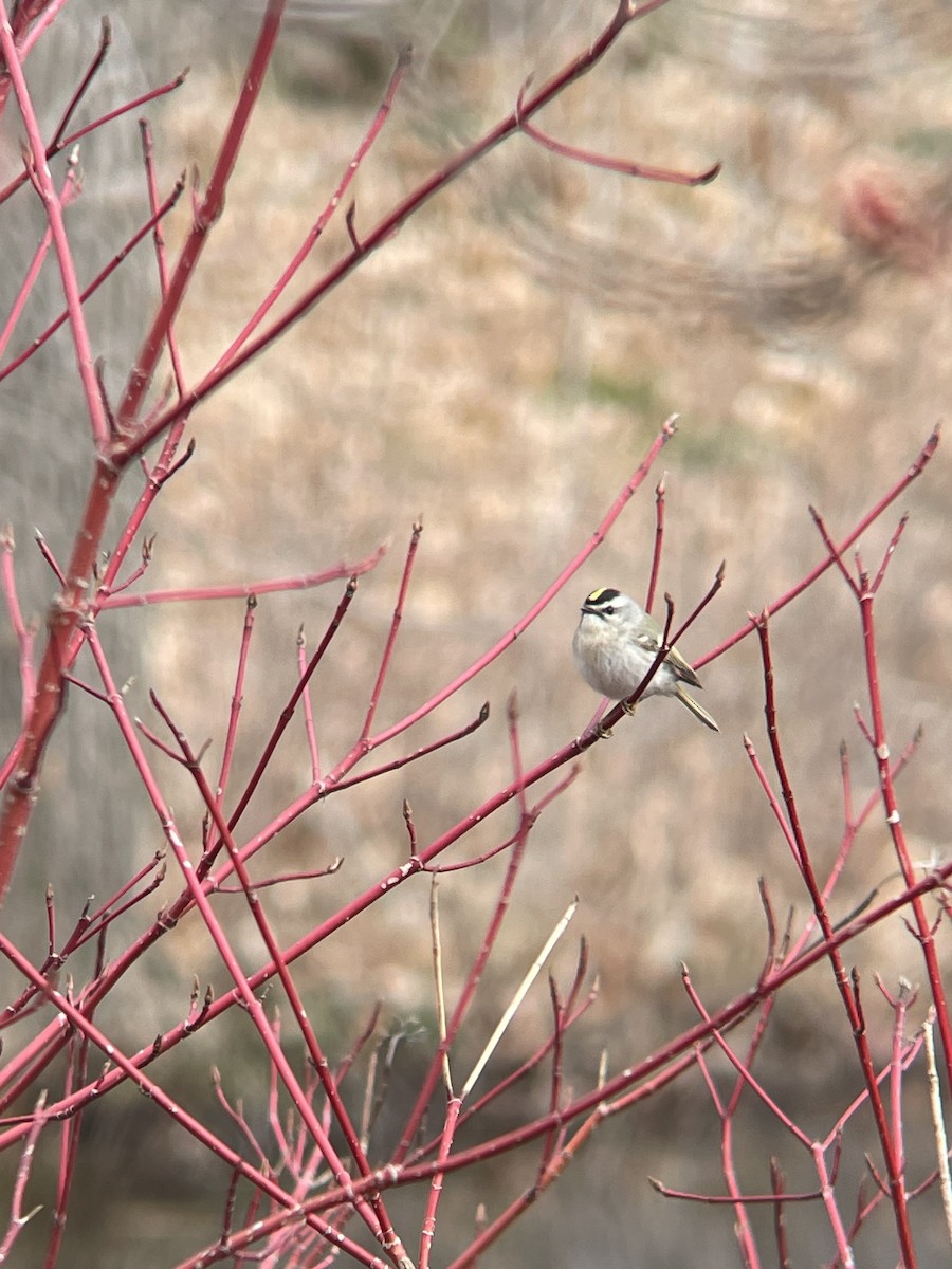 Golden-crowned Kinglet - Rajan Rao