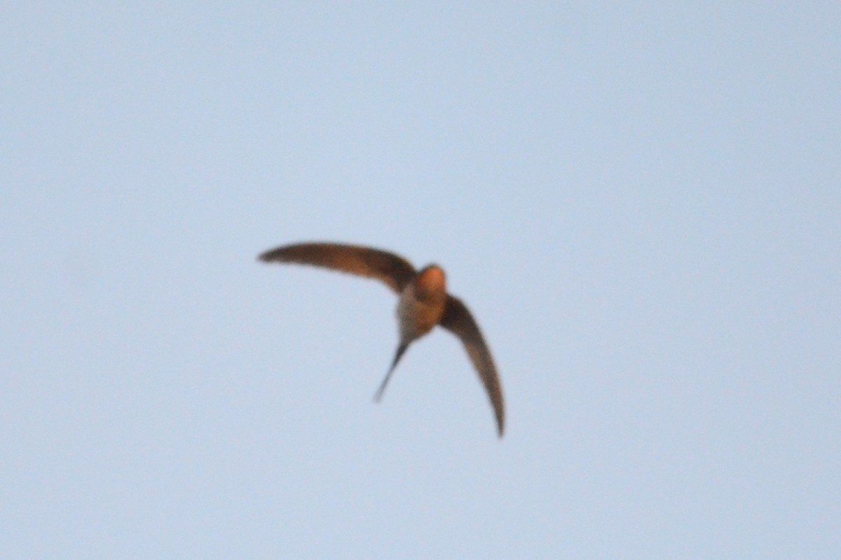 Germain's Swiftlet - ML617040433