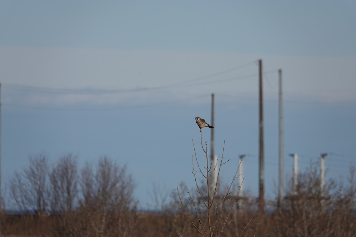 American Kestrel - ML617040451