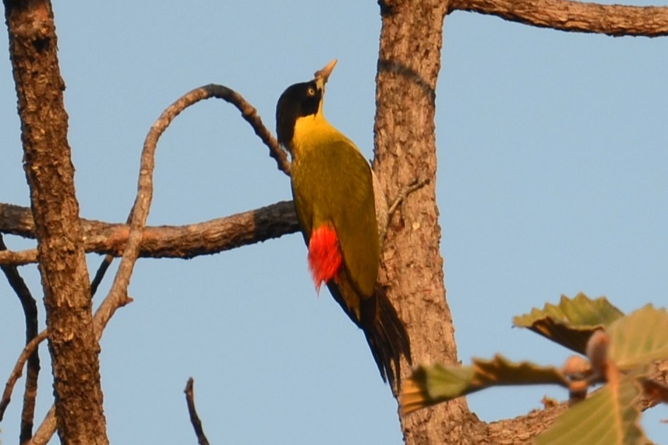 Black-headed Woodpecker - Alain Rouge