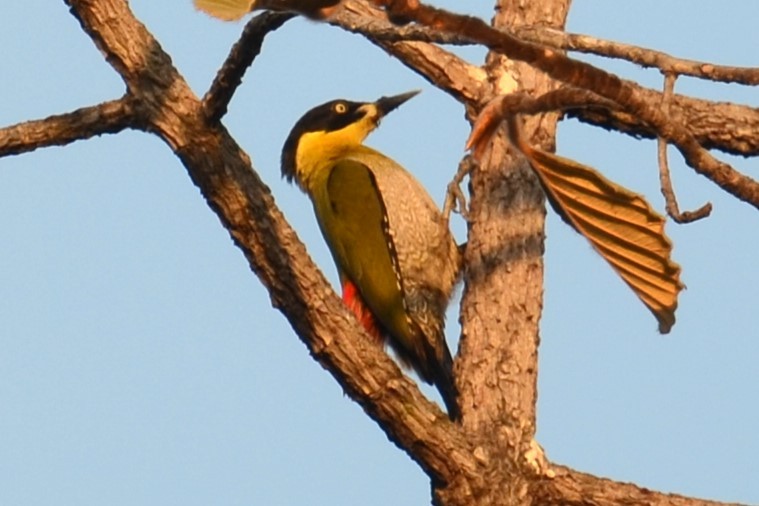 Black-headed Woodpecker - Alain Rouge