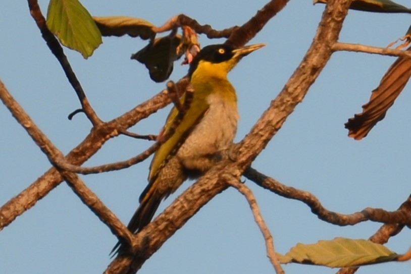 Black-headed Woodpecker - Alain Rouge