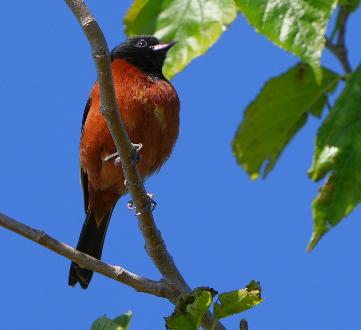Orchard Oriole - ML617040570