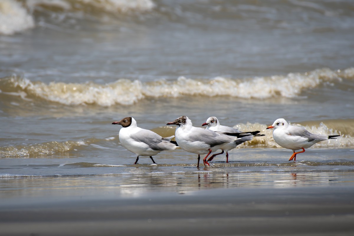 Brown-headed Gull - ML617040577