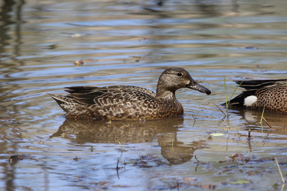 Blue-winged Teal - ML617040606