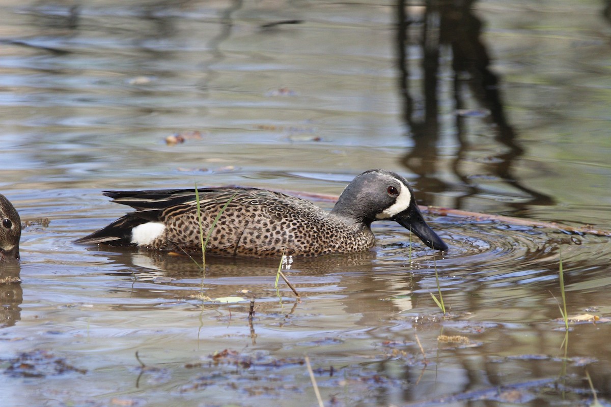 Blue-winged Teal - ML617040607