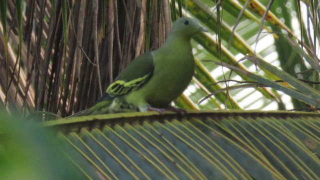 Gray-fronted Green-Pigeon - ML617040621