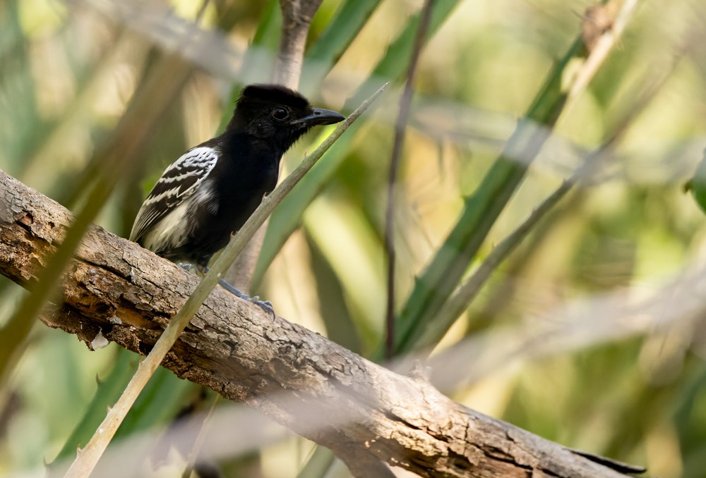 Black-backed Antshrike - ML617040633