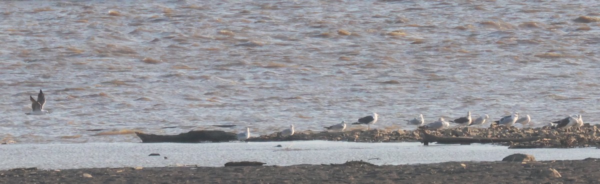 Gaviota Sombría - ML617040653