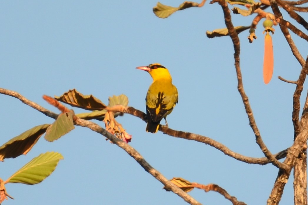 Black-naped Oriole (East Asian) - ML617040675