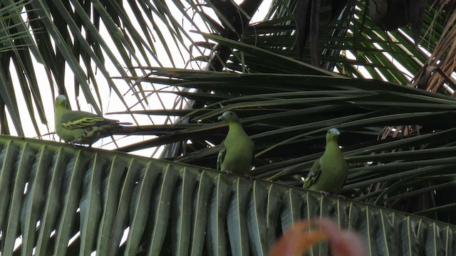 Gray-fronted Green-Pigeon - ML617040768