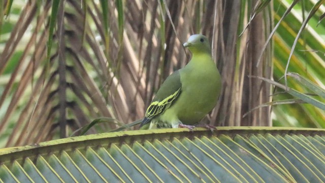 Gray-fronted Green-Pigeon - ML617040803