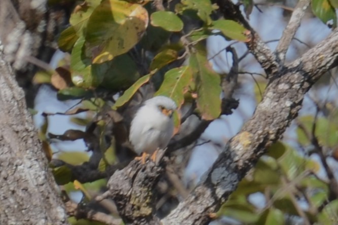 White-rumped Falcon - ML617040804