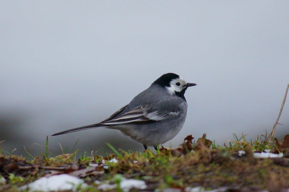 White Wagtail - ML617040823