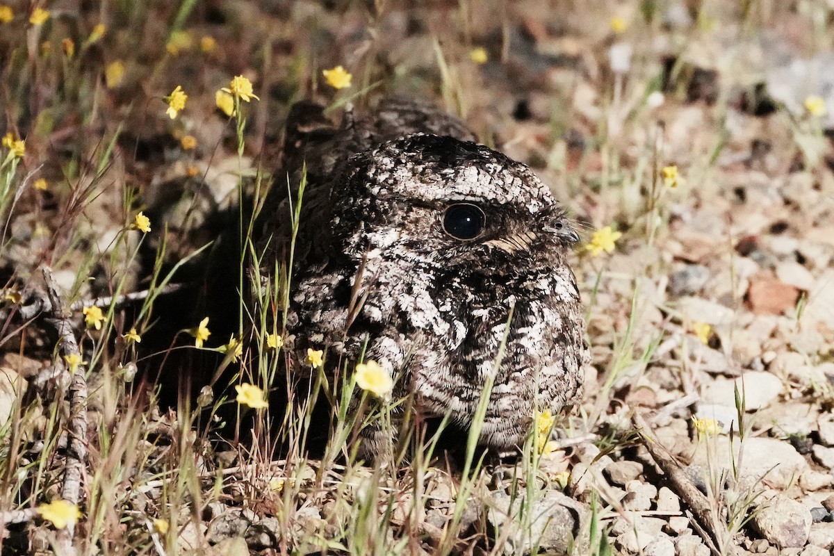 Common Poorwill - ML617040825