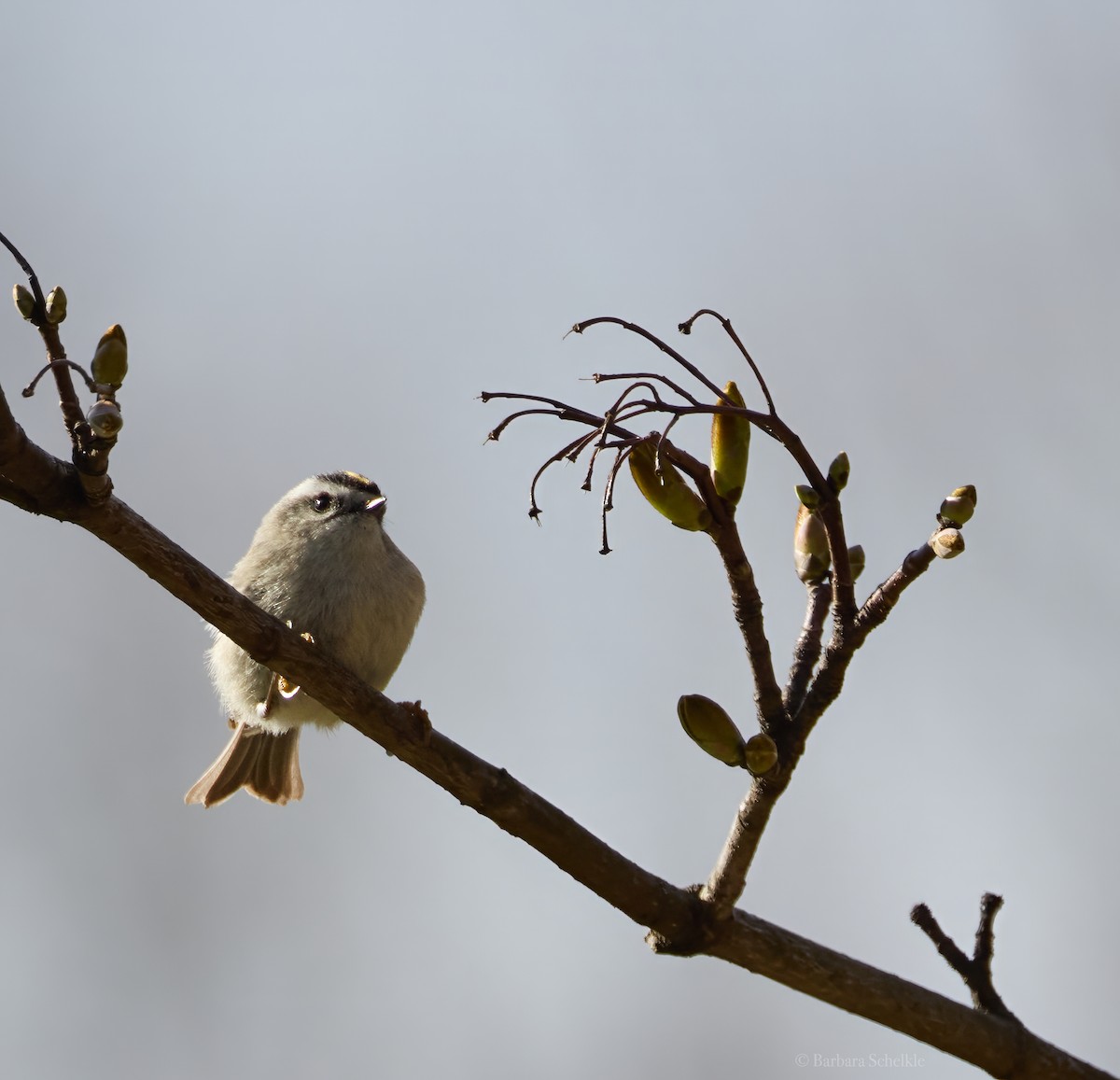 Golden-crowned Kinglet - ML617040896