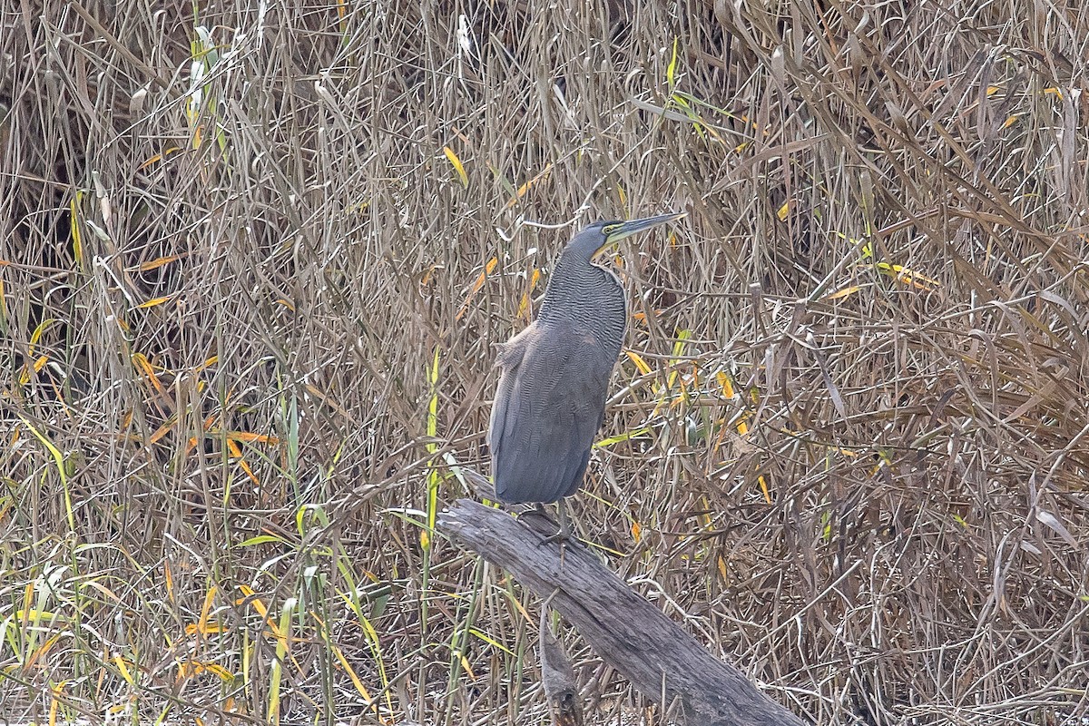 Bare-throated Tiger-Heron - Paul Budde