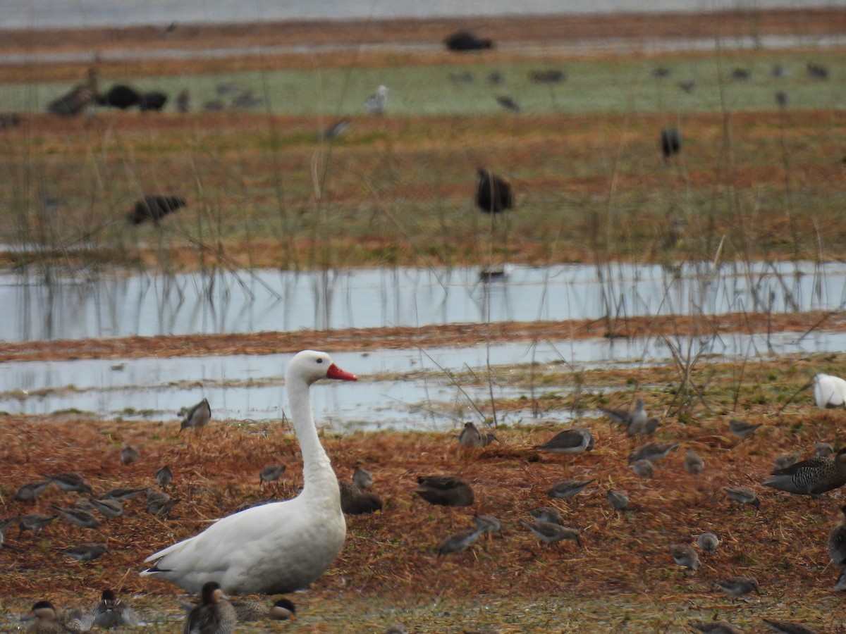 Coscoroba Swan - ML617040987