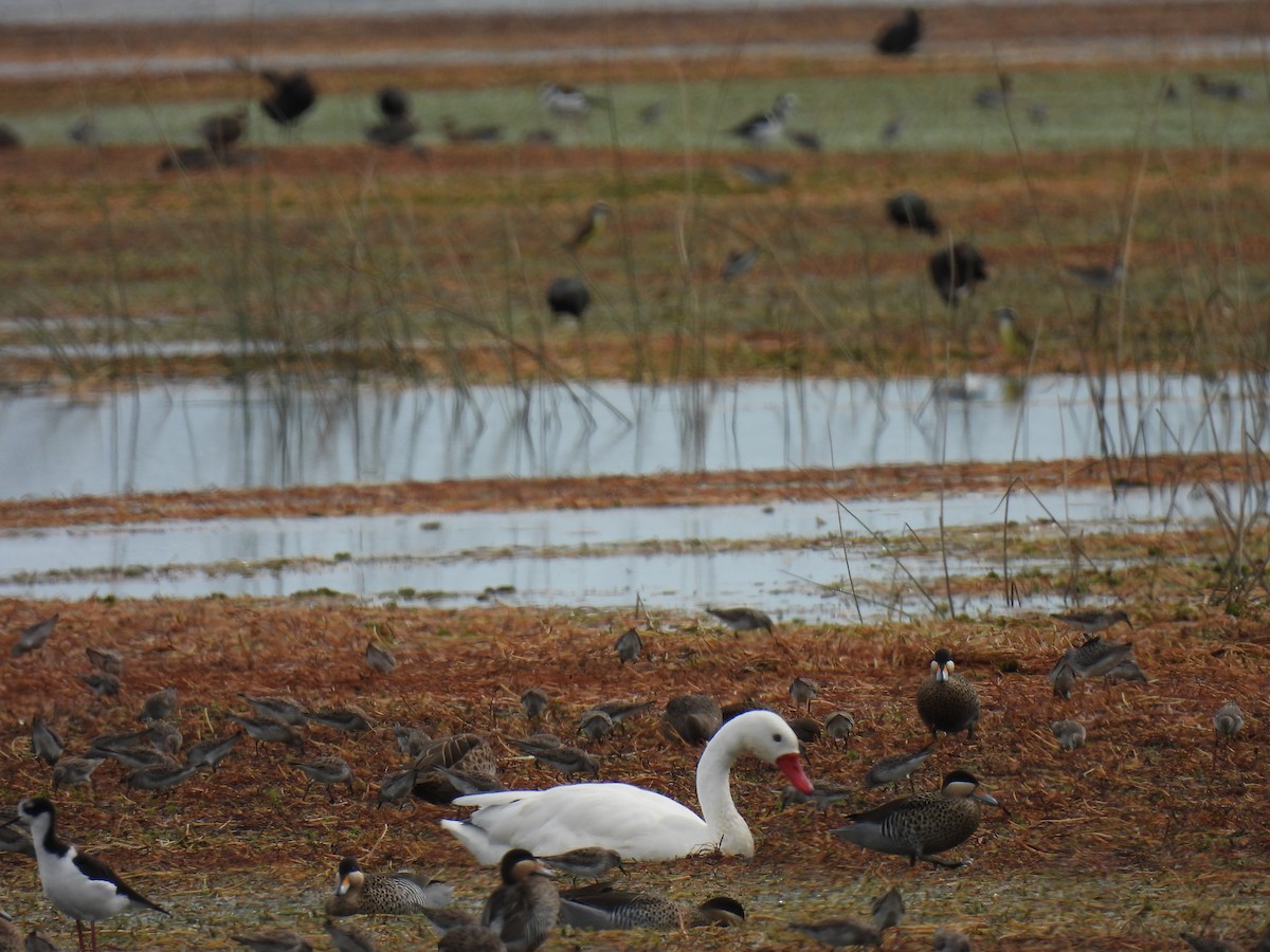 Coscoroba Swan - ML617040988