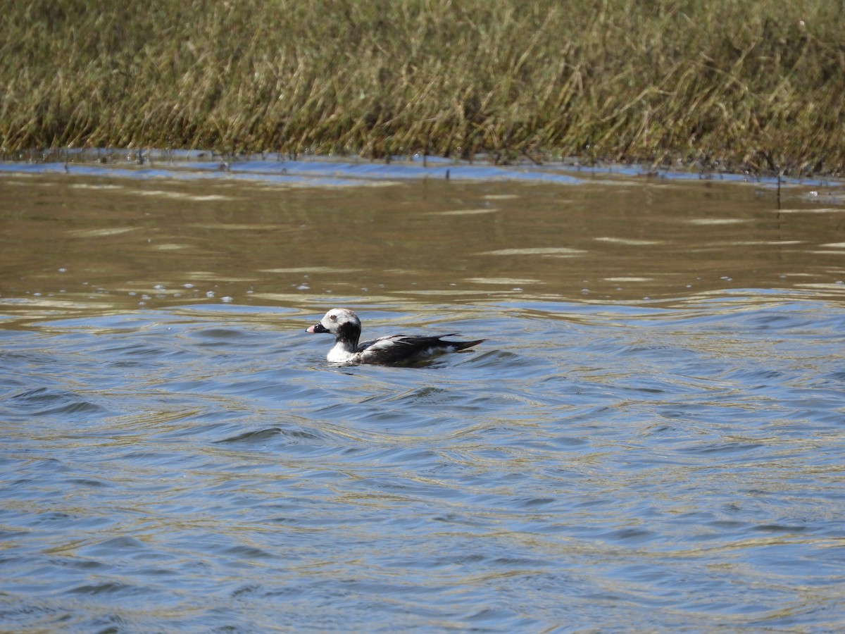 Long-tailed Duck - ML617040995