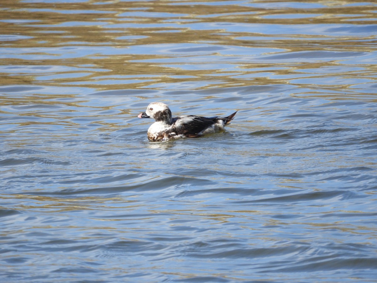 Long-tailed Duck - ML617040996