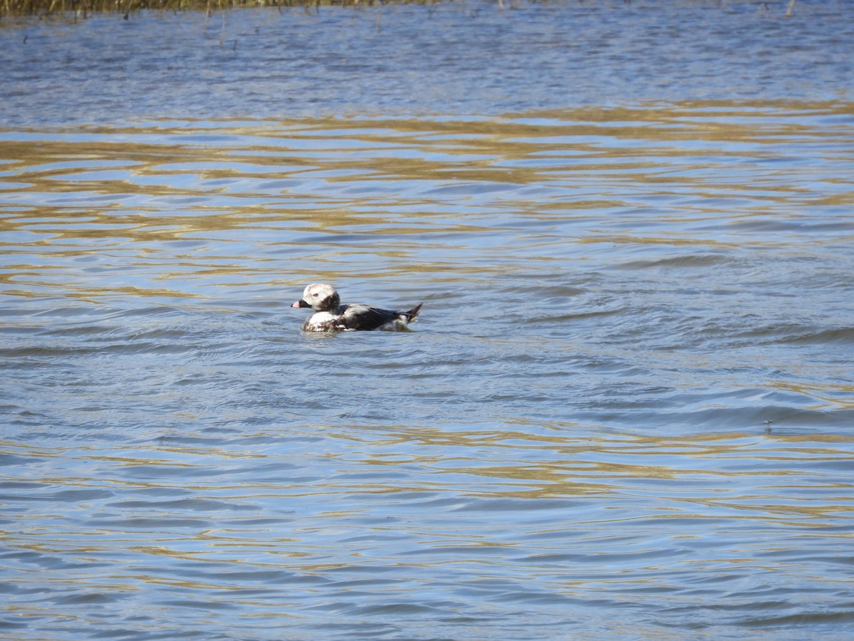 Long-tailed Duck - ML617040997