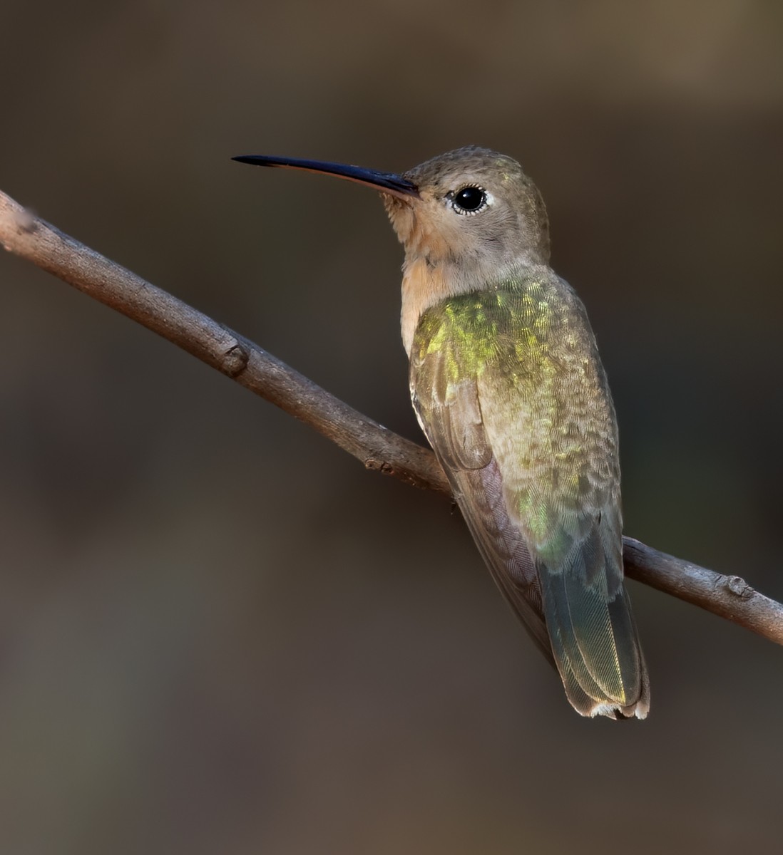 Buffy Hummingbird - Lars Petersson | My World of Bird Photography