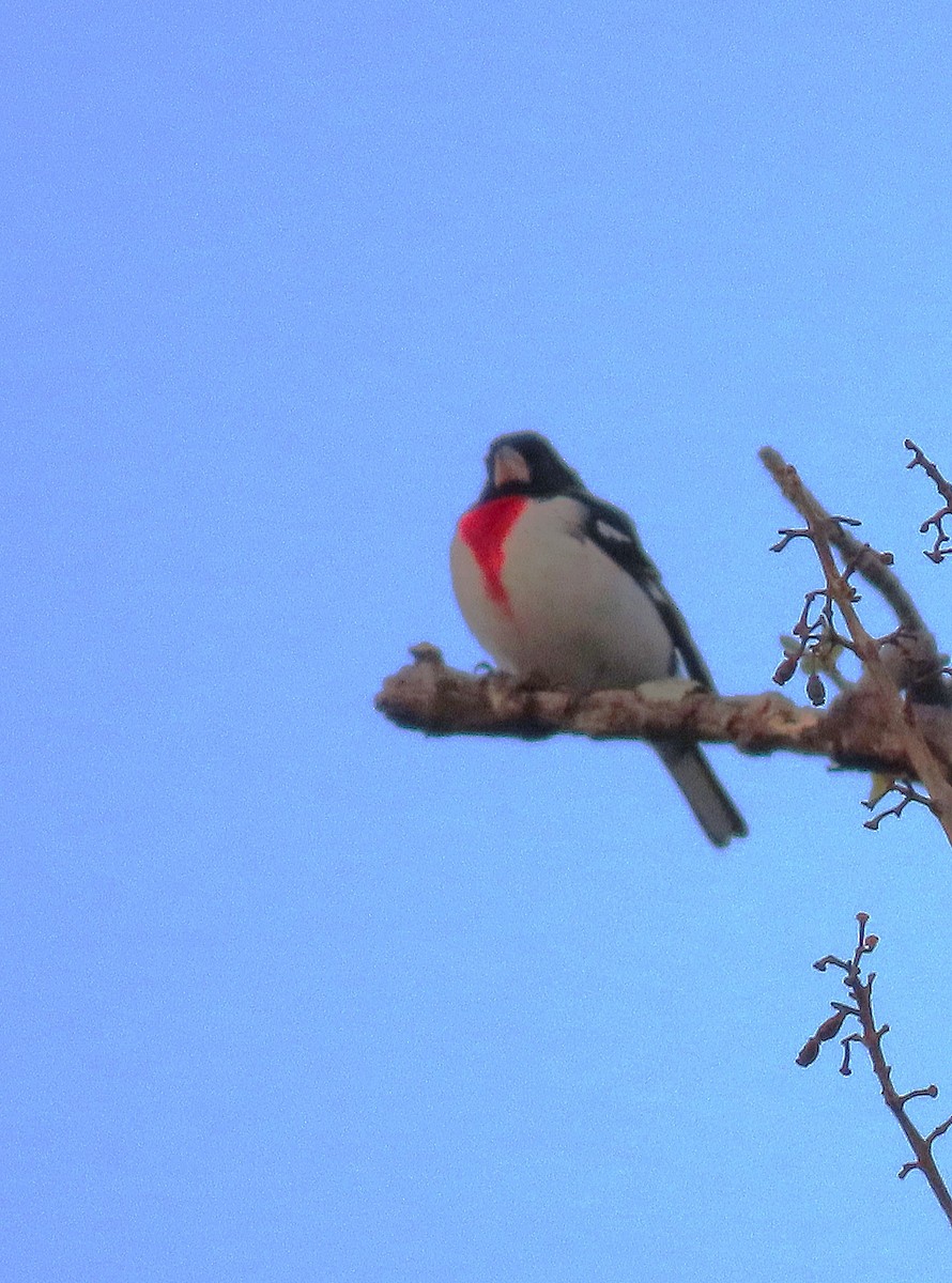 Rose-breasted Grosbeak - Alfonso Auerbach