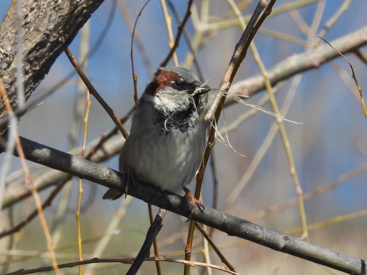 House Sparrow - ML617041136