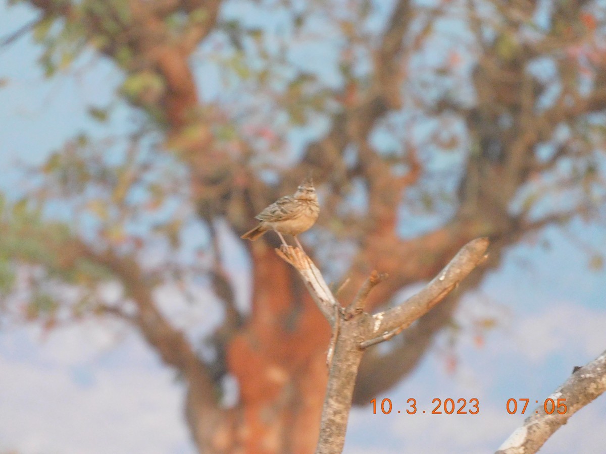 Malabar Lark - Sushant Pawar