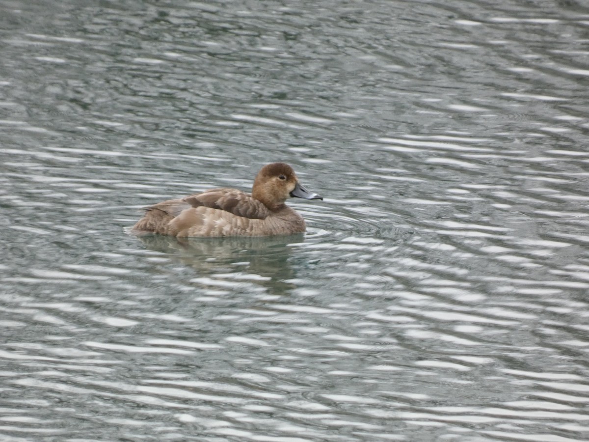 Ring-necked Duck - ML617041184