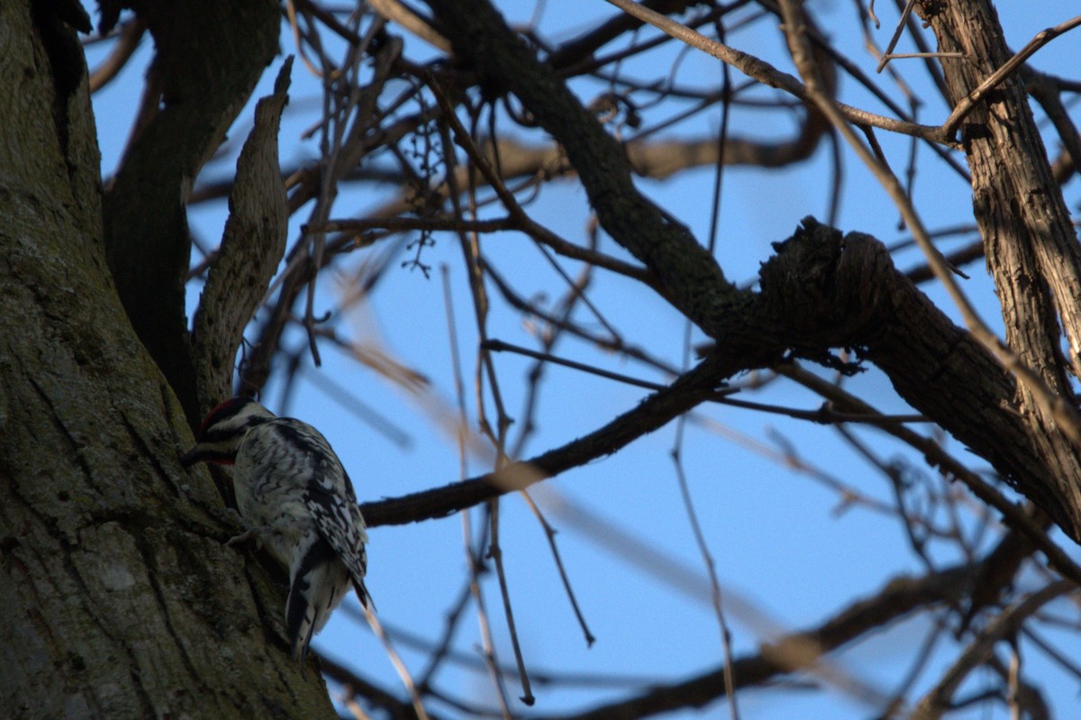 Yellow-bellied Sapsucker - ML617041213