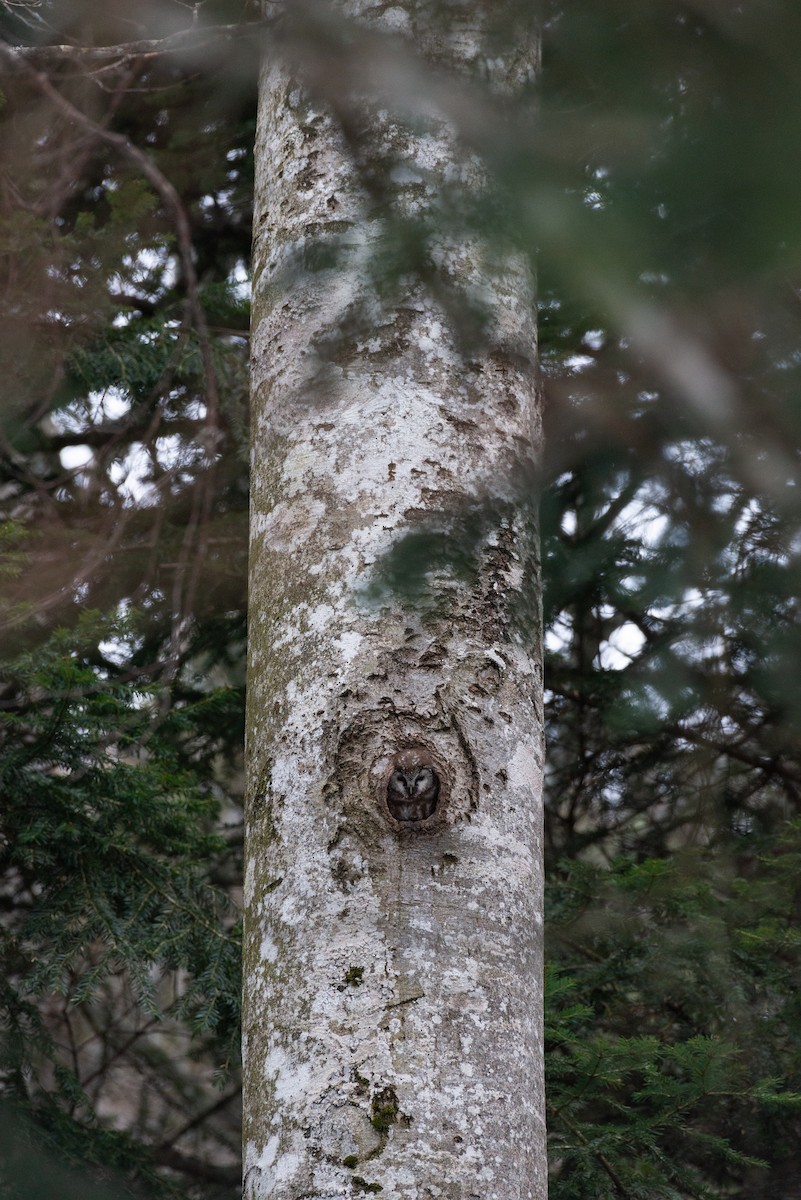 Boreal Owl - ML617041230