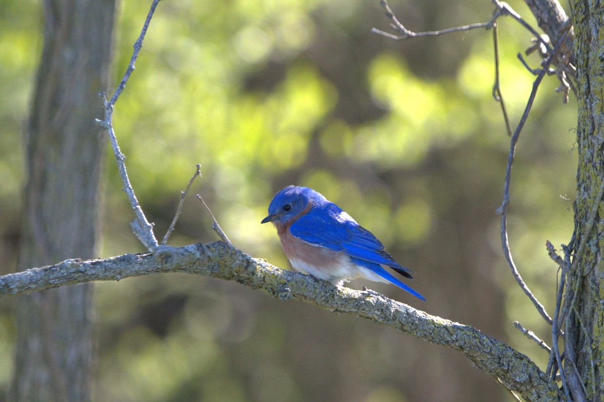 Eastern Bluebird - ML617041247