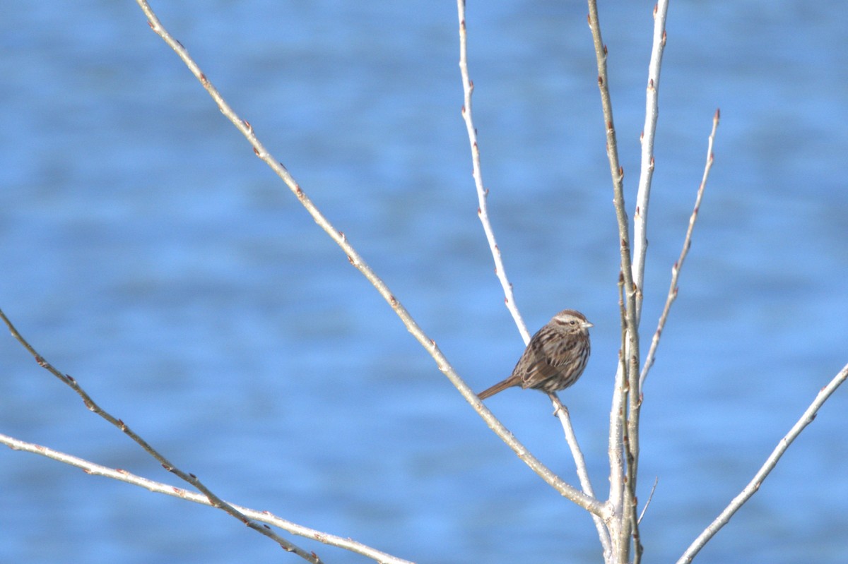 Song Sparrow - ML617041254