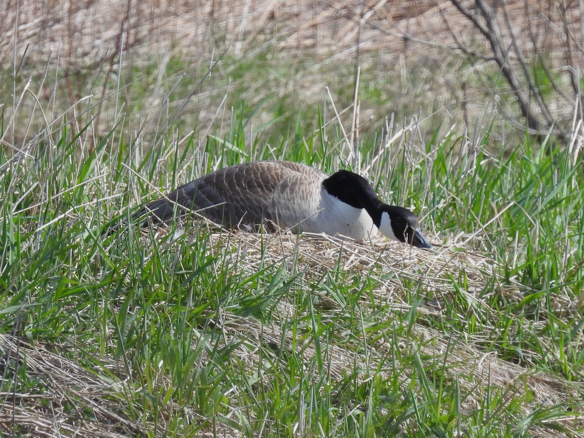 Canada Goose - ML617041261