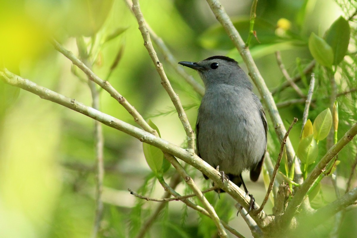 Pájaro Gato Gris - ML617041297