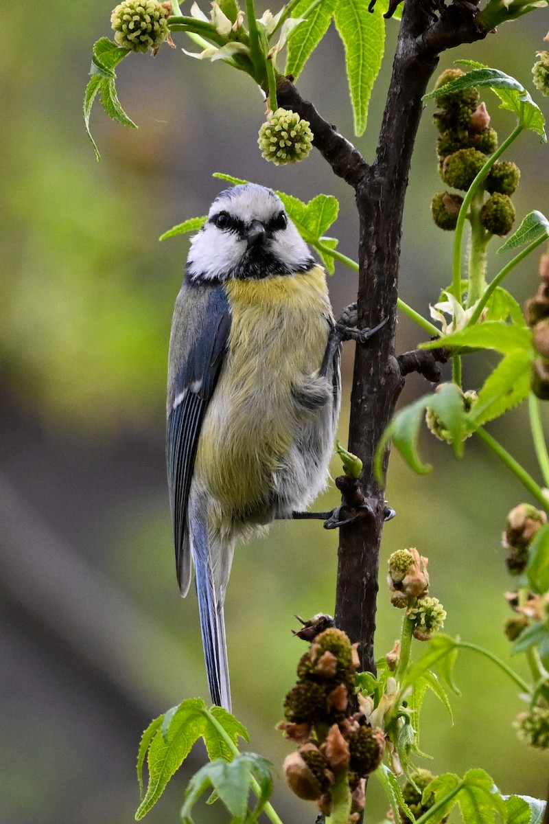 Eurasian Blue Tit - Denis Neukomm