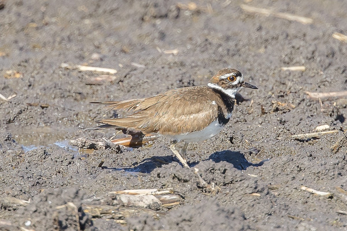 Killdeer - Paul Budde