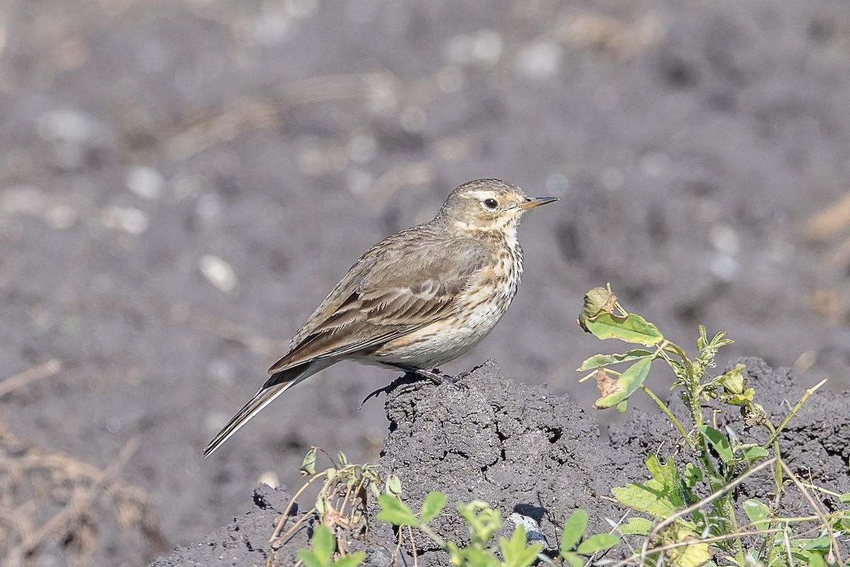 American Pipit - ML617041316